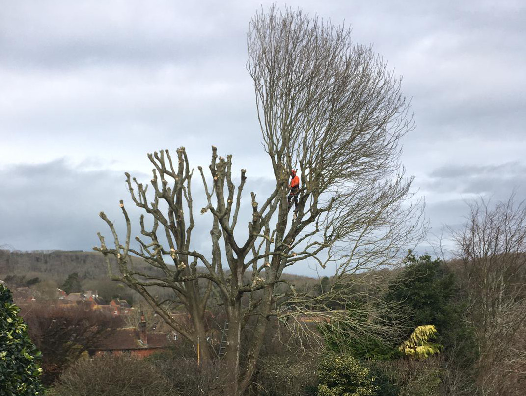 Large Ash