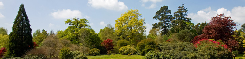 Beautiful tree panorama