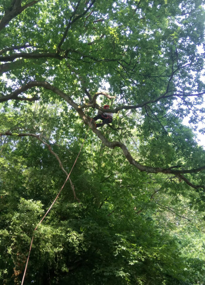 Large tree stump and chainsaw