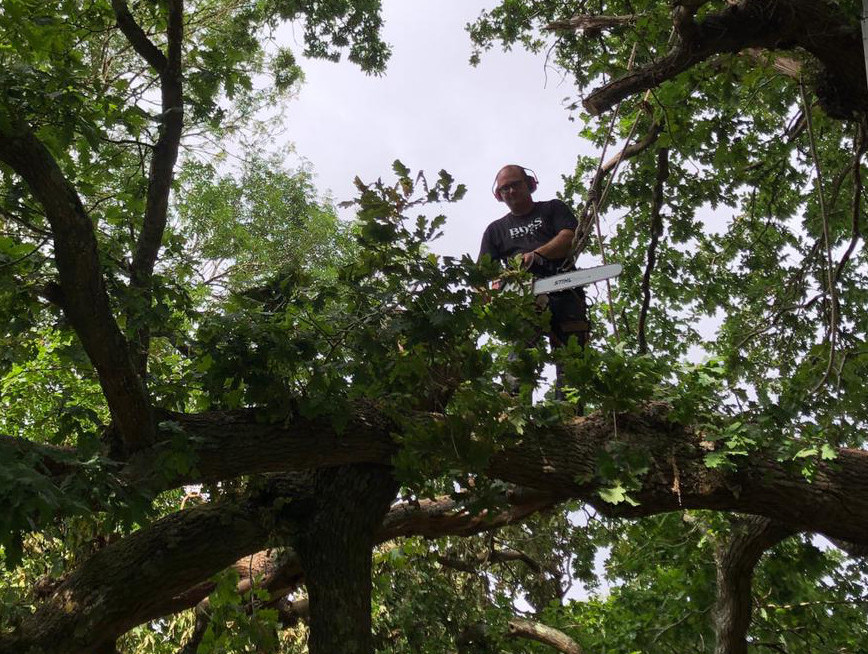 Tree Climbing