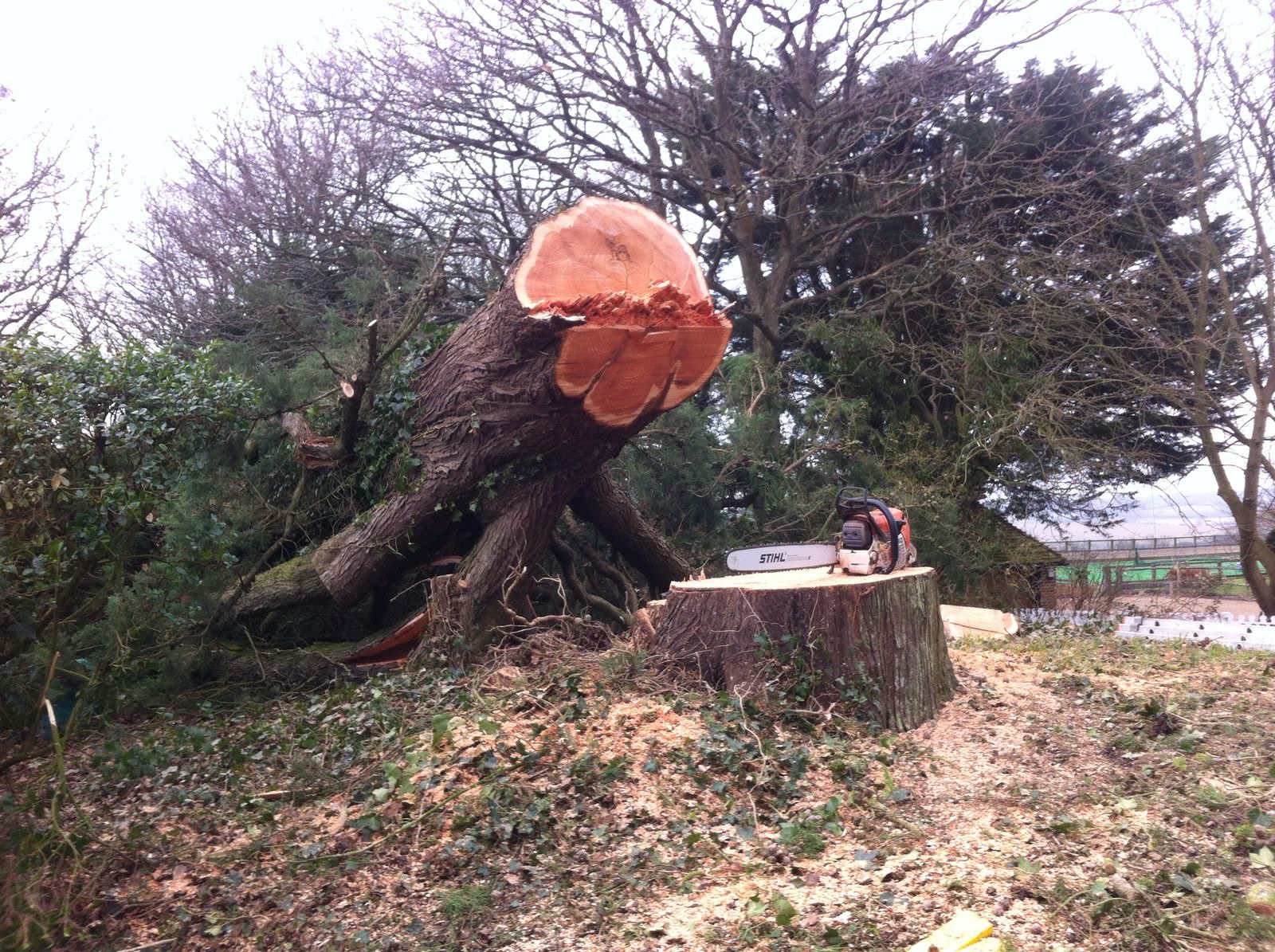 Large tree stump and chainsaw