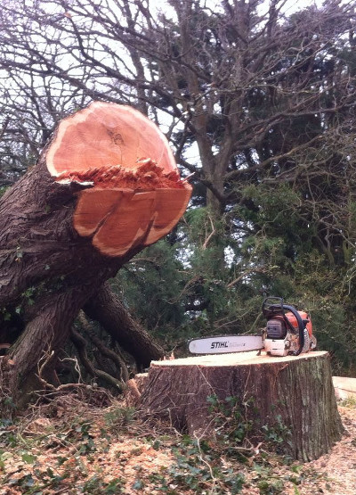 Large tree stump and chainsaw